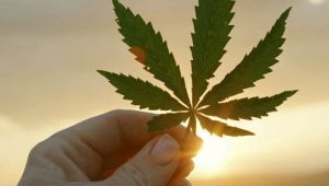 Så knarkar Sverige: 1×3