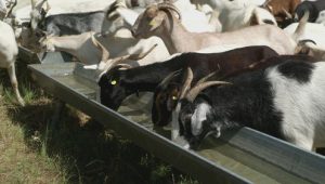 Granjas en acción: 1×1