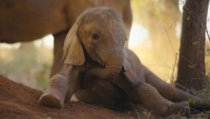 Born to Be Wild: 1×2