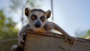 Born to Be Wild: 1×4