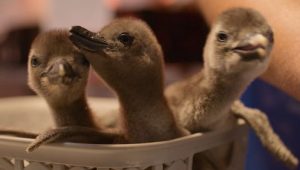 Born to Be Wild: 1×3