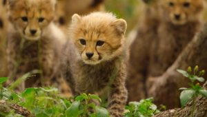 Born to Be Wild: 1×5